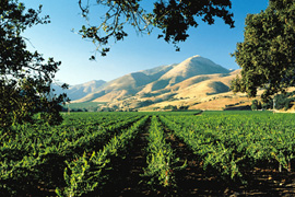 Santa Ynez Vineyard